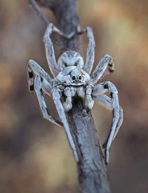 Spider Photography Nature, Spider Perspective, Scary Bugs, Dangerous Spiders, Arachnids Spiders, Spider Pictures, Spider Species, Types Of Spiders, Wolf Spider