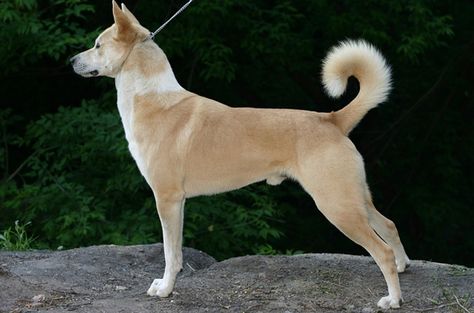 Canaan Dog, Rare Dogs, Rare Dog Breeds, Healthcare Plan, Purebred Dogs, Dog Info, Dog Agility, Wild Dogs, Guard Dogs