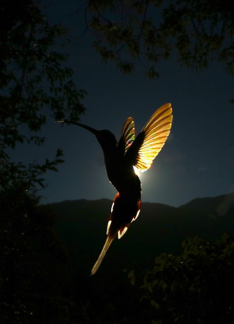 Photographer Captures Incredible Images of Hummingbird’s Wings Gleaming Like Rainbows Hummingbird Wallpaper Aesthetic, Hummingbird Wallpaper Iphone, Colibri Wallpaper, Humming Bird Wallpaper, Aesthetic Hummingbird, Hummingbird Aesthetic, Hummingbird Wings, Hummingbird Wallpaper, Pretty Phone Backgrounds