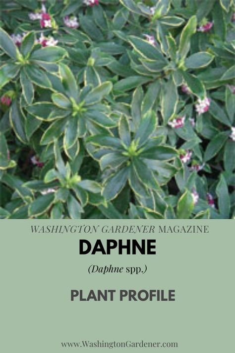 Daphne Bush Plants, Daphne Plant Shrub, Daphne Flower, Daphne Plant, Trailing Flowers, Shade Loving Perennials, Ferns Garden, Bush Plant, Shade Garden Plants