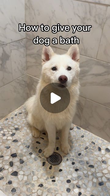 @thegoodhypeofficial on Instagram: "Any bathtime questions? 🧼🐾💛 Everest is learning to LOVE bath time like all the rest of our dogs and fosters 🥰 It takes lots of patience, consistency, and @sundaysfordogs to get here! 

•

#husky #samoyed #rescuedog #dogsofinstagram #fosterdog #dogbath #doggrooming" Dog Wellness, Medication For Dogs, Foster Dog, Dog Bath, Good Boy, Learn To Love, Dog Health, Bath Time, Wellness Tips