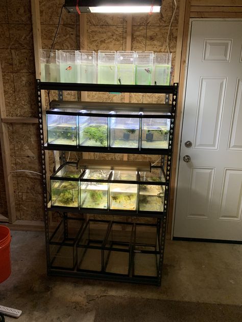 Guppy Breeding Setup, Betta Breeding Setup, Betta Setup, Aquarium Rack, Fish Rack, Betta Breeding, Fish Room, Aquarium Stands, Reptile Decor