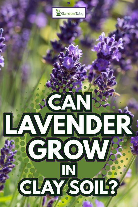 Can Lavender Grow In Clay Soil? - Garden Tabs Lavender In Landscaping, Amending Clay Soil, Lavender Plant Care, Lavender Hedge, Growing Lavender, Purple Plants, Lavender Garden, Gravel Garden, Lavender Plant