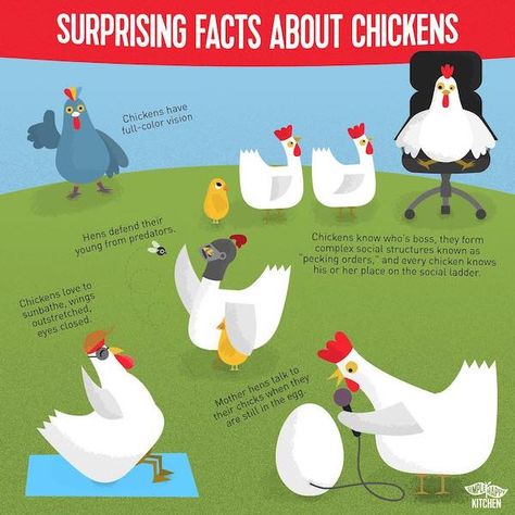 Some surprising facts about chickens Facts About Chickens, Chicken Ladder, Chicken Facts, Cool Animals, Vegan Egg Substitute, Vegan Diet Plan, Vegan Facts, Healthy Eating Guidelines, Animal Agriculture