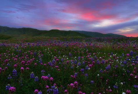 Kern County, Spring Breakers, Macbook Wallpaper, Laptop Wallpaper, Nature Aesthetic, Pretty Places, Spring Season, Aesthetic Photography, Mother Earth