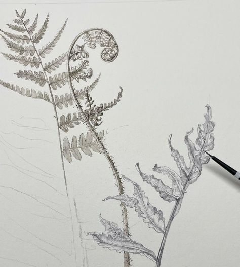 Fern Sketch, Plant Journal, Graphite Drawings, Fern, Sketch Book, Sketch, Abstract Artwork, Humanoid Sketch, Ceramics