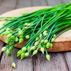 2000 Garlic Chives Seeds Hẹ la Garlic Chives Seeds Allium tuberosum Oriental Garlic Asian Chives Chinese Chives Chinese Leek Seeds Chive Seeds, Chinese Garlic, Chinese Chives, Garlic Seeds, Garlic Chives, Perennial Herbs, Organic Seeds, Stir Fries, Heirloom Seeds