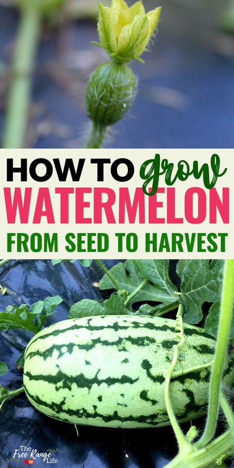 Growing Watermelon From Seed, Grow Watermelon, Watermelon Varieties, Growing Melons, How To Grow Watermelon, Grow From Seed, Watermelon Plant, Eating Watermelon, Vegetable Garden Diy