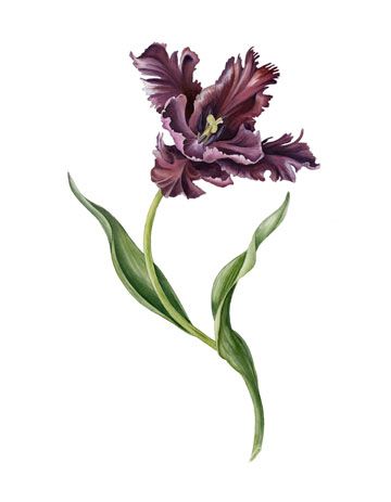 Parrot Tulips are my favorite, especially when they are purple! Tulip Illustration, Tulip Watercolor, Tulip Drawing, Parrot Tulip, Tulip Tattoo, Watercolor Tulips, Flower Sleeve, Parrot Tulips, The Beauty Of Nature