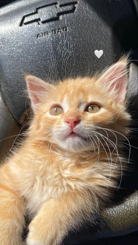 Orange Kitten, Orange Kittens, Image Chat, Cute Cats Photos, Cute Kitties, Orange Cats, Kittens And Puppies, Pretty Animals