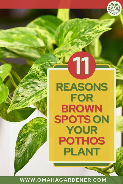 A vibrant infographic titled "11 Reasons for Brown Spots on Your Pothos Plant" featured on the Omaha Gardener Blog, showcasing a lush green pothos with white and green leaves Pothos Plants, Golden Pothos, Pothos Plant, Plant Markers, Creative Gardening, Unique Plants, Diy Garden Projects, Brown Spots, Raised Beds