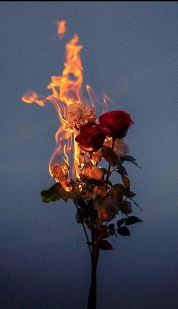 Flowers On Fire Aesthetic, Core Me Love Aesthetic, Burning Memories Aesthetic, Rose On Fire Painting, Delilah Core Aesthetic, Dark Rose Aesthetic Wallpaper, Marley Core Aesthetic, Wilted Rose Aesthetic, Rose On Fire Wallpaper