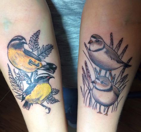 Plover Bananaquit tattoo birds Piping Plover Tattoo, Tattoo Birds, Piping Plover, Birds Tattoo, Piping, Tatting, Tattoo Ideas, Birds, Tattoos