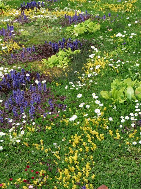 Lawn Ideas Landscaping, Lawn Garden Ideas, Lawn Edging Ideas, Chamomile Lawn, Grass Planting, Moss Lawn, Clover Lawn, Grass Alternative, Grass Edging