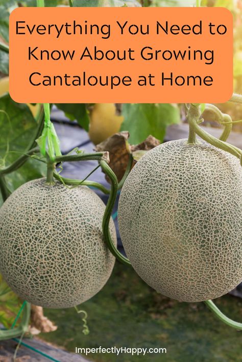 When To Harvest Cantaloupe, Cantaloupe Growing, Planting Cantaloupe, How To Grow Cantaloupe, Grow Cantaloupe, Musk Melon, Growing Melons, Canteloupe, Gardening Vegetables