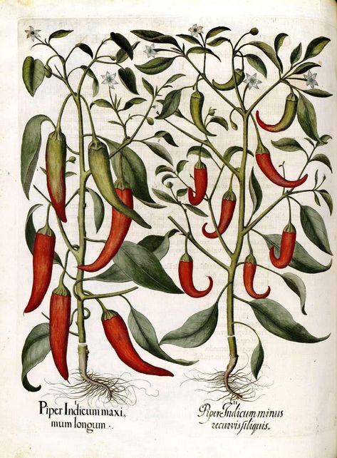 The spice of life – chili and pepper Chili Pepper Plant, Antique Botanical Print, Illustration Botanique, Pepper Plants, Plant Drawing, Arte Sketchbook, Plant Print, Botanical Illustration, Botanical Prints