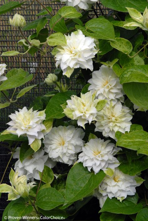 White Clematis, Clematis Flower, Clematis Vine, Garden Vines, White Plants, Proven Winners, Moon Garden, Summer 3, Diy Landscaping