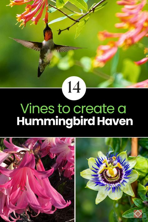 Vines not only provide nectar for hummingbirds, but also offer shelter and nesting sites. By incorporating carefully selected vine species into your garden, you can create a haven for these fascinating creatures while also beautifying your outdoor space. Leather Suspenders Men, Morning Glory Vine, Hummingbird Nests, Trumpet Vine, Invasive Species, How To Attract Hummingbirds, Passion Flower, Sweet Fragrances, Garden Trellis