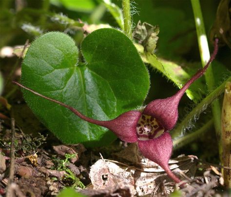 Asarum caudatum (wild ginger) #CAnativeplant Asarum Caudatum, Wild Ginger Plant, Ginger Plant, Garden Mural, Ginger Flower, Wild Ginger, Wild Edibles, Native Garden, Wild Food