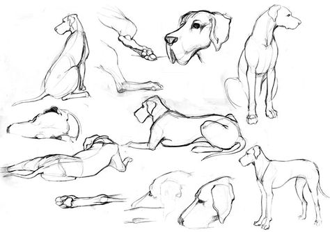 Great Dane Sketches by silentillusion.deviantart.com on @deviantART Great Dane Drawing Reference, Great Dane Character Design, Fine Line Great Dane Tattoo, Great Dane Ears Tattoo, Great Dane Drawing Easy, Great Dane Watercolor, Great Dane Illustration, Great Dane Sketch, Great Dane Tattoo Ideas