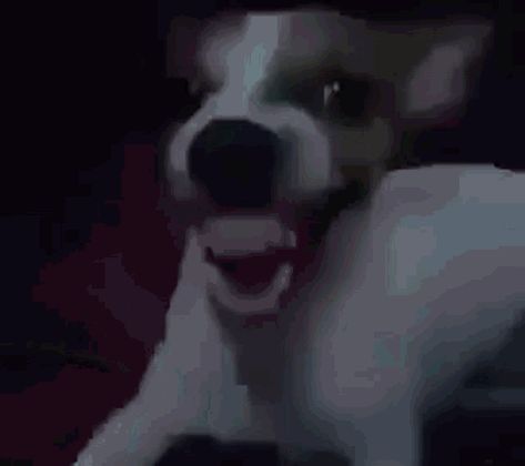 Cachorro Rindo GIF - Cachorro Rindo Michael Jackson - Discover & Share GIFs Flustered Reaction Gif, Reaction Gifs Twitter, Floptok Gif, Anime Reaction Gif, Meme Gifs, Gif Sticker, Reaction Gif, Blank Memes, Blue Emoji