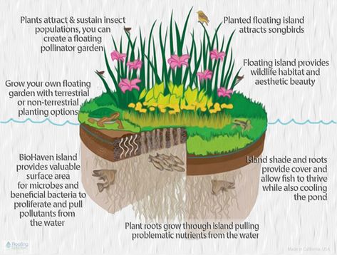 Plant Insects, Floating Islands, Floating Garden, Plantas Bonsai, Floating Island, Natural Pond, Pond Plants, Aquaponics System, Pollinator Garden