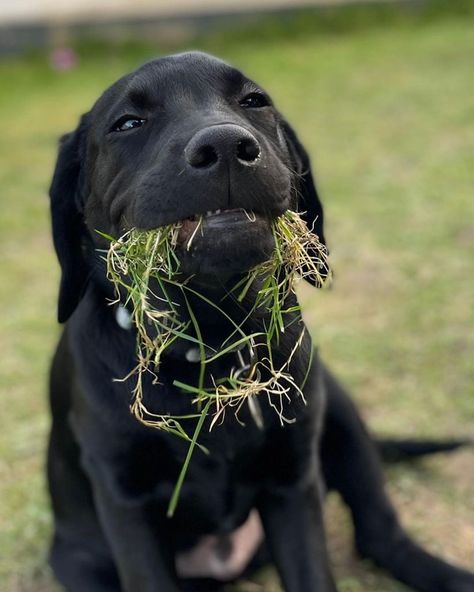 Is lawn care becoming a new passion for your pet? Why the sudden interest in gardening? There are many reasons why your dog might be eating grass. Check the link for answers: bit.ly/vdoggrass 🌾 📸 IG bestboilarry Dogs Eating Grass, Odd Behavior, Animal Eating, Dog Mess, Pet Branding, Rare Disorders, Goofy Dog, Dog Teeth, Dog Eating