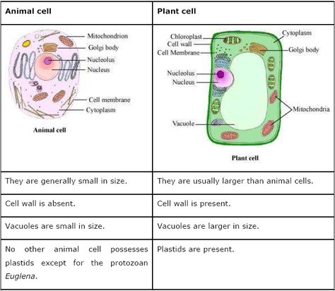 Cell Structure And Function Notes, Mitochondria Structure, Ncert Biology, Cell Structure And Function, Science Diagram, Science Diagrams, Force And Pressure, Animal Cell, Cell Structure