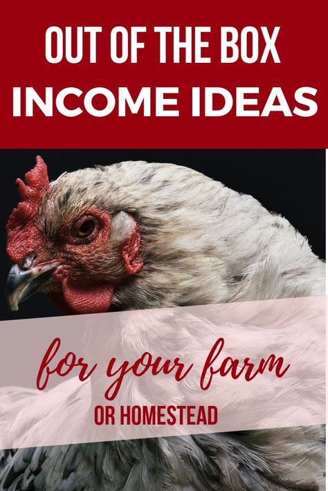 Stream Ideas, Sustainable Homestead, Hobby Farming, Urban Homestead, Raising Farm Animals, Backyard Design Ideas Budget, Raising Rabbits, Homestead Ideas, Homestead Farm