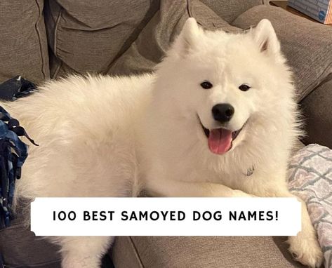 Dog With Girl, Girl Dog Names, Female Dog Names, Cute Names For Dogs, Names Boy, Samoyed Dog, Samoyed Puppy, Most Beautiful Dogs