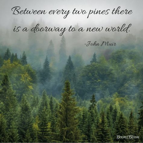 Woodland Quotes, Stevens Point Wisconsin, New Life Quotes, John Muir Quotes, Quotes Nature, Png Art, Quote Art Print, World Quotes, A New World