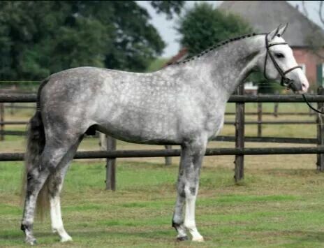 Blue roan Horses For Sale Near Me, Grey Warmblood, Dutch Warmblood Horse, Dapple Grey Horses, Hunter Jumper Horses, Hunter Horse, Buckskin Horse, Dutch Warmblood, Warmblood Horses