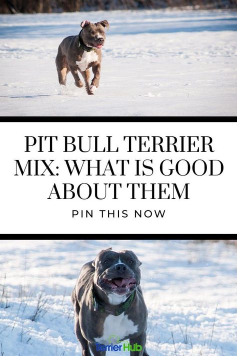 What exactly is a Pit Bull Terrier mix, and what other breeds can be mixed with a Pit Bull Terrier? Read this article and see if this dog breed is for you. #terrierhub #dogmix #dogbreeding #doginformation Pitbull Mastiff, Pitbull Boxer Mix, Pitbull Facts, English Terrier, Pitbull Boxer, Mastiff Mix, Best Dogs For Families, Pit Bull Mix, Dog Mixes