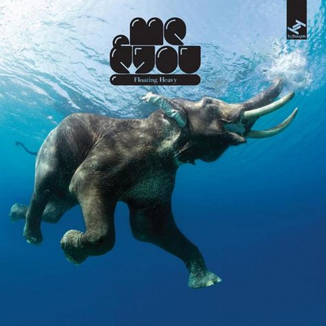 The Hoop Loop - song and lyrics by Me & You | Spotify Swimming Posters, Andaman Islands, Elephant Poster, Andaman And Nicobar Islands, Indian Elephant, Elephant Love, Elephant Art, Animal Posters, An Elephant