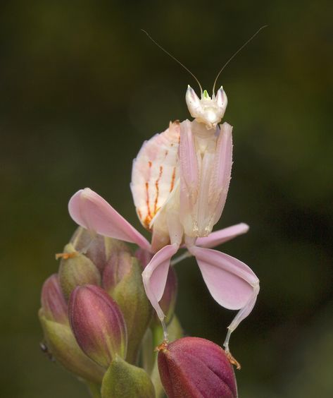 Orchid mantis Orchid Mantis Aesthetic, Mantis Aesthetic, Orchid Mantis, Nature Aesthetics, Cool Bugs, Animal Nails, Praying Mantis, Beautiful Bugs, Creepy Crawlies