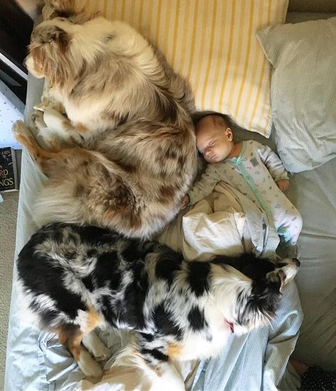 Cute Pictures of Dogs Napping With Kids and Babies Dog With Family, Babies With Dogs, Kids With Dogs, Family With Dogs, Babies And Puppies, Napping Together, Babies And Dogs, Be Smile, Family With Dog