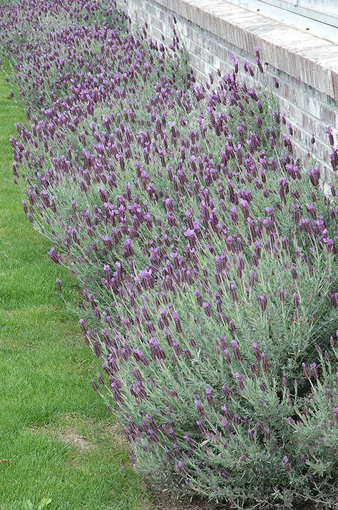 Lavender Plant Care, Spanish Lavender, Gardening For Dummies, Succulent Landscape Design, Gardening Zones, Mediterranean Landscaping, Lavender Garden, Lavender Plant, Mediterranean Garden