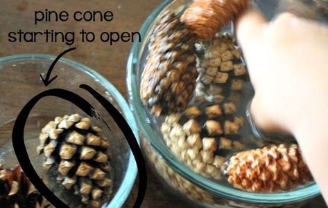 Science Experiment: Why Do Pine Cones Open And Close? — Steemit Best Science Experiments, Autumn Preschool Theme, Fall Science, Science Experiments For Preschoolers, Kid Experiments, Yummy Mummy, Cool Science Experiments, Easy Science, Preschool Science