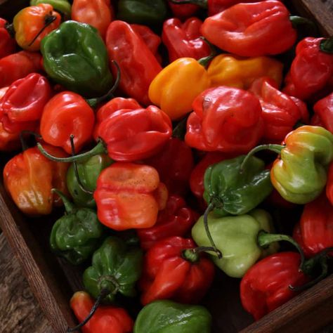 What To Make With Habanero Peppers, Recipes Using Habanero Peppers, How To Use Habanero Peppers, Habanero Pepper, Dried Habanero Peppers, How To Pickle Peppers, Chili Relleno, Habanero Peppers, Stuffed Poblano Peppers