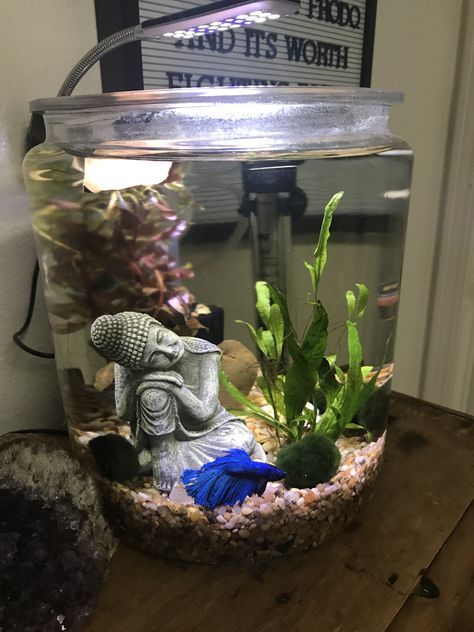 Fish Tank Led Lights, 3 Gallon Fish Tank Ideas, 40 Gallon Aquarium Ideas, Beta Fish Tank Ideas Aesthetic, 5 Gallon Betta Tank, Turtle Terrarium Ideas, Small Aquarium Design, Planted Fish Bowl, Moss Terrarium Ideas