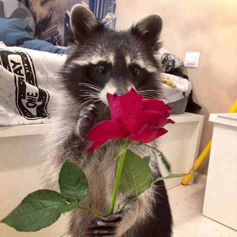 Pet Raccoon, Raccoon Dog, Cute Raccoon, Raccoon Funny, Trash Panda, Silly Animals, Racoon, Some Funny Jokes, Cute Little Animals