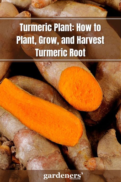 Turmeric Plant: How to Plant, Grow, and Harvest Turmeric Root Tumeric Root, Grow Turmeric, Ginger Family, Turmeric Plant, Fresh Turmeric Root, Turmeric Recipes, Hot Sauce Recipes, Fresh Turmeric, Girl Birthday Decorations