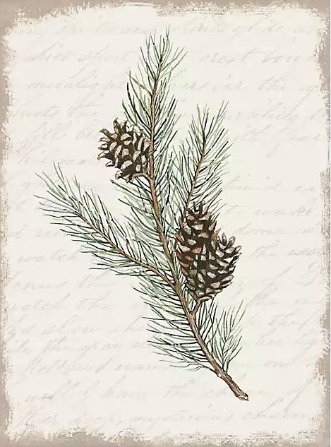 Pine Needle Drawing, Pine Cone Tattoos, Pine Branch Illustration, Blue Spruce Tattoo, White Pine Tattoo, Douglas Fir Tattoo, Woodsy Tattoos, Pine Cone Tattoo, Pinecone Tattoo