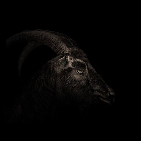 Corona Barathri [Official Group] Goat Aesthetic, Black Phillip, 31 Days Of Halloween, Aesthetic Desktop Wallpaper, The Witch, Black White Photos, Black Peppercorn, Fish Art, Scary Movies