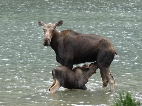 Cow Moose and calf feeding in Fishercap Lake MT - near Glacier National Park. Fishercap Lake, Glacier National Park Montana, Park Pictures, Glacier National, Glacier National Park, Moose, Montana, Trip Advisor, National Park