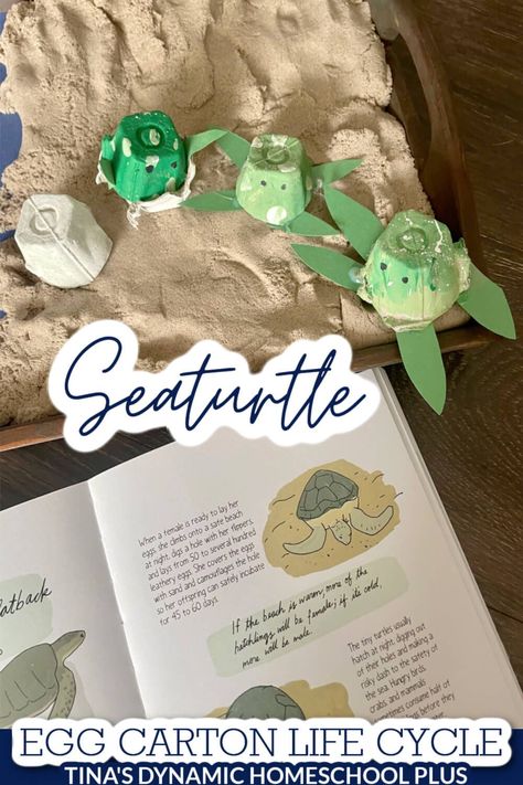 Fun Kids Hands-on Egg Carton Sea Turtle Life Cycle Activity. Today I have a hands-on way to show a sea turtle life cycle activity. Add my fun From Egg to Sea Turtle Nature Unit Study & Lapbook to make it for multiple ages. This sea turtle life cycle activity lets your child create a unique art project while also including some marine science in their lessons. Gather up a few supplies including a book or two and sit down with your kids to create the full life cycle and use it for hands on ideas. Sea Turtle Diorama For Kids, Egg Carton Turtle Craft, Nature Unit Study, Sea Turtle Life Cycle, Sea Turtle Facts, Turtle Life Cycle, Turtle Activities, Diorama Kids, Turtle Facts