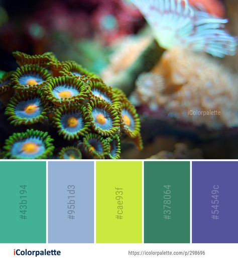 Biology Color Palette, Coral Reef Color Palette, Underwater Color Palette, Coral Reef Color, Coral Colour Palette, Color Palette Interior Design, Sea Colour, Underwater Creatures, Cool Pictures Of Nature