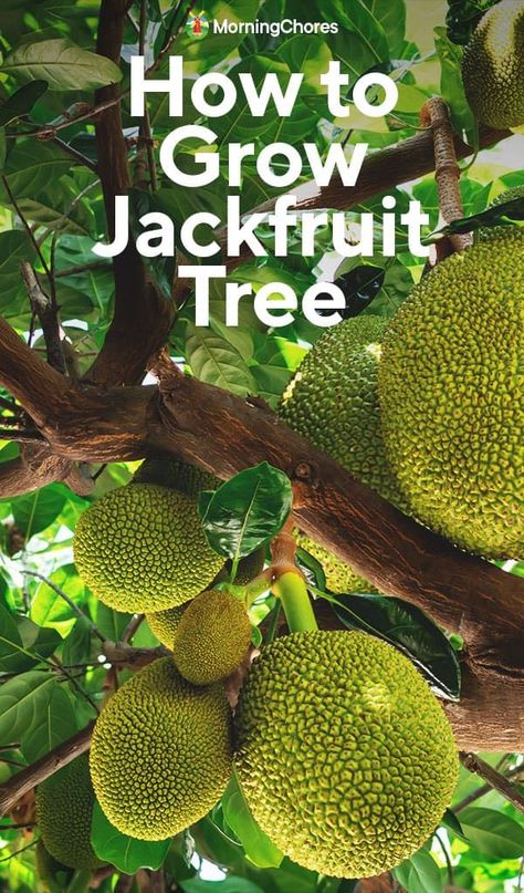 Growing Jackfruit, Jackfruit Plant, Jackfruit Seeds, Jackfruit Tree, Jack Fruit, Homestead Life, Homestead Ideas, Sustainable Gardening, Florida Gardening