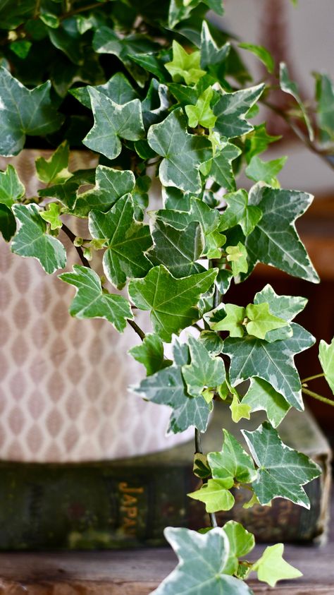 Elevate your indoor space with the timeless elegance of English Ivy (Hedera helix), a botanical masterpiece that will captivate plant enthusiasts and collectors alike. Each meticulously chosen specimen, hand-picked for its exceptional beauty and vitality by the discerning team at Happy Houseplants, serves as a testament to the enchanting allure of nature. English Ivy, known for its cascading foliage and classic charm, adds a touch of sophistication to any indoor oasis. Its lush green leaves crea Hedera Ivy, Easy Care Houseplants, Indoor Oasis, Hedera Helix, Yellow Plants, House Plant Pots, English Ivy, Indoor Trees, Air Purifying Plants