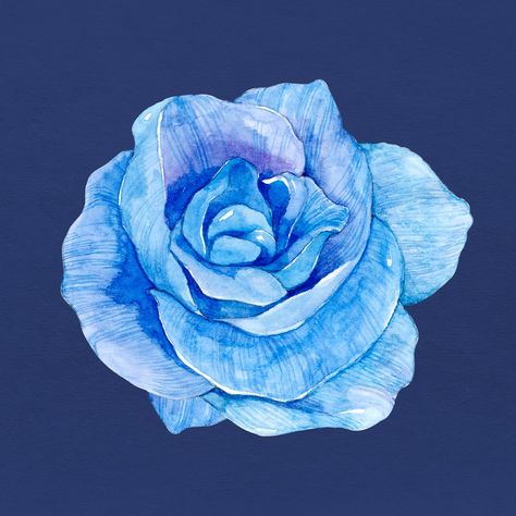 Blue Rose Illustration, Blue Rose Drawing, Watercolor Rose Flower, Rose Drawing Simple, Royal Flowers, Graphic Tee Ideas, Blue Stickers, Rose Sketch, Blue Png